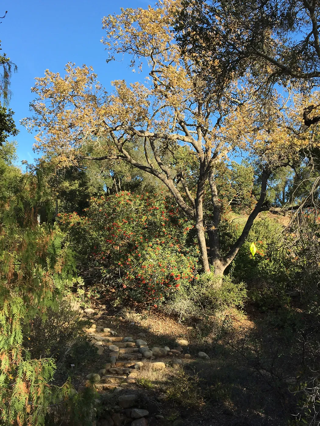 Toyon in Manzanita Section