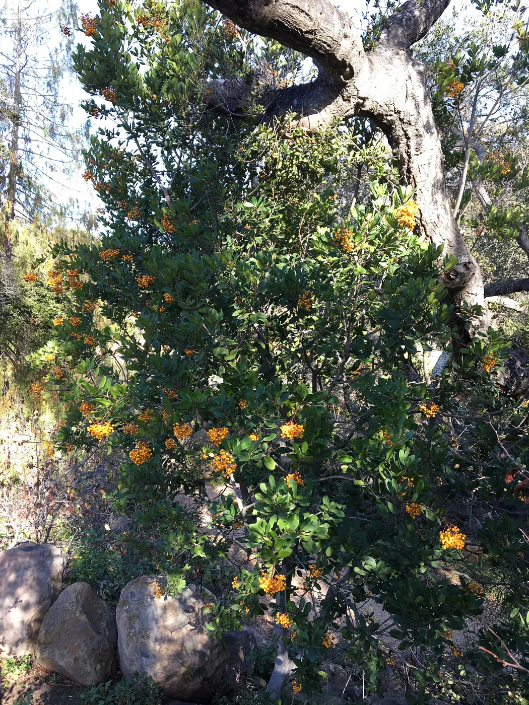 Toyon with ripe yellow-orange berries
