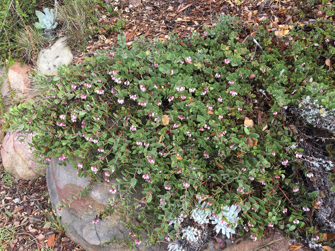 Arctostaphylos â€˜Arroyo Cascade'