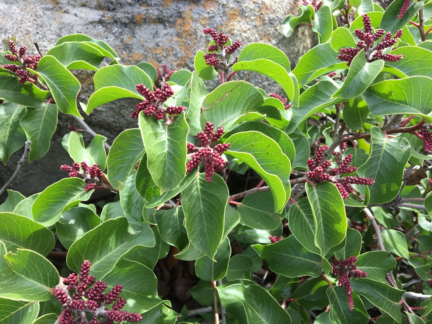 Rhus ovata