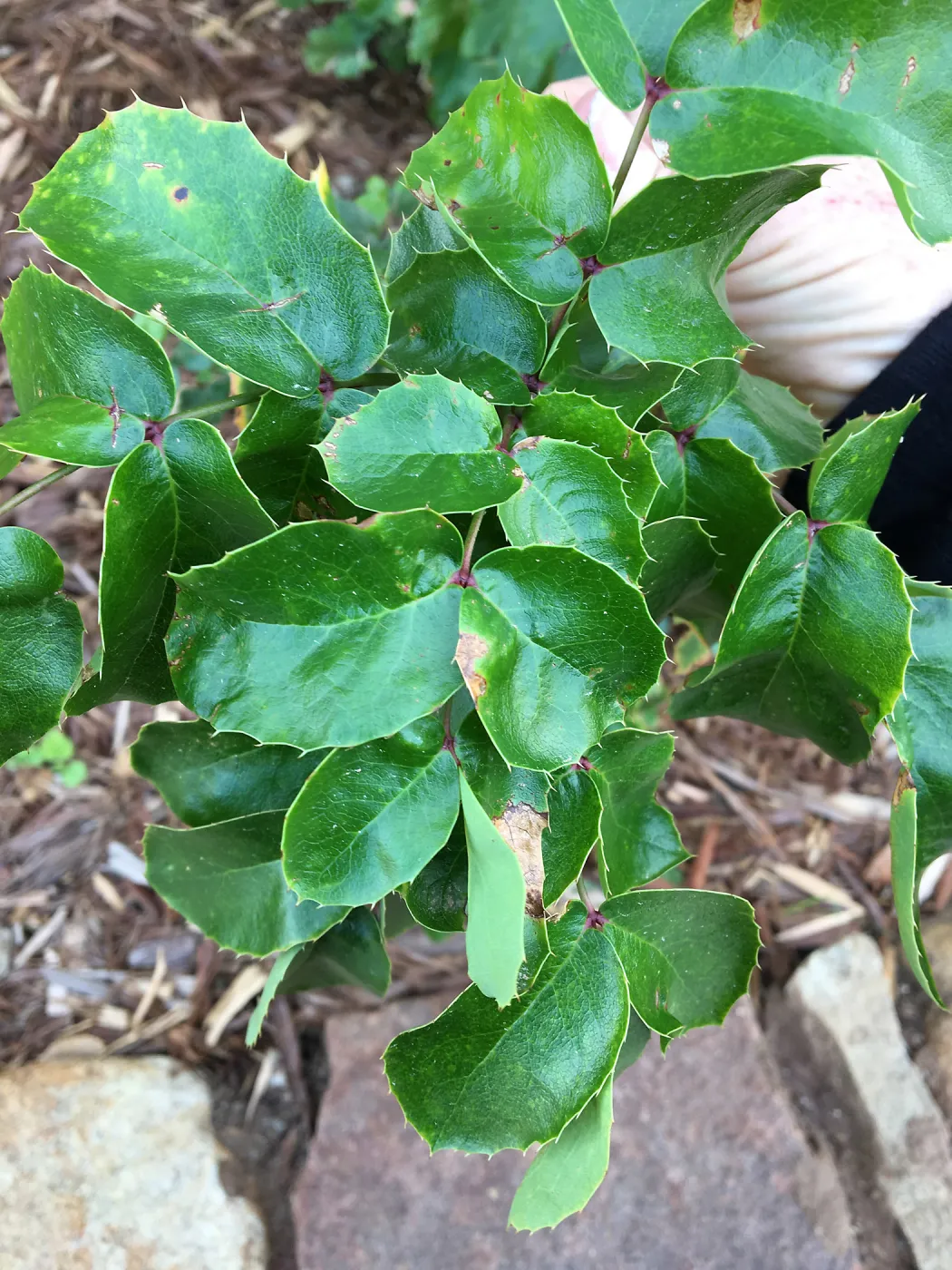 Berberis pinnata ssp. insularis leaves