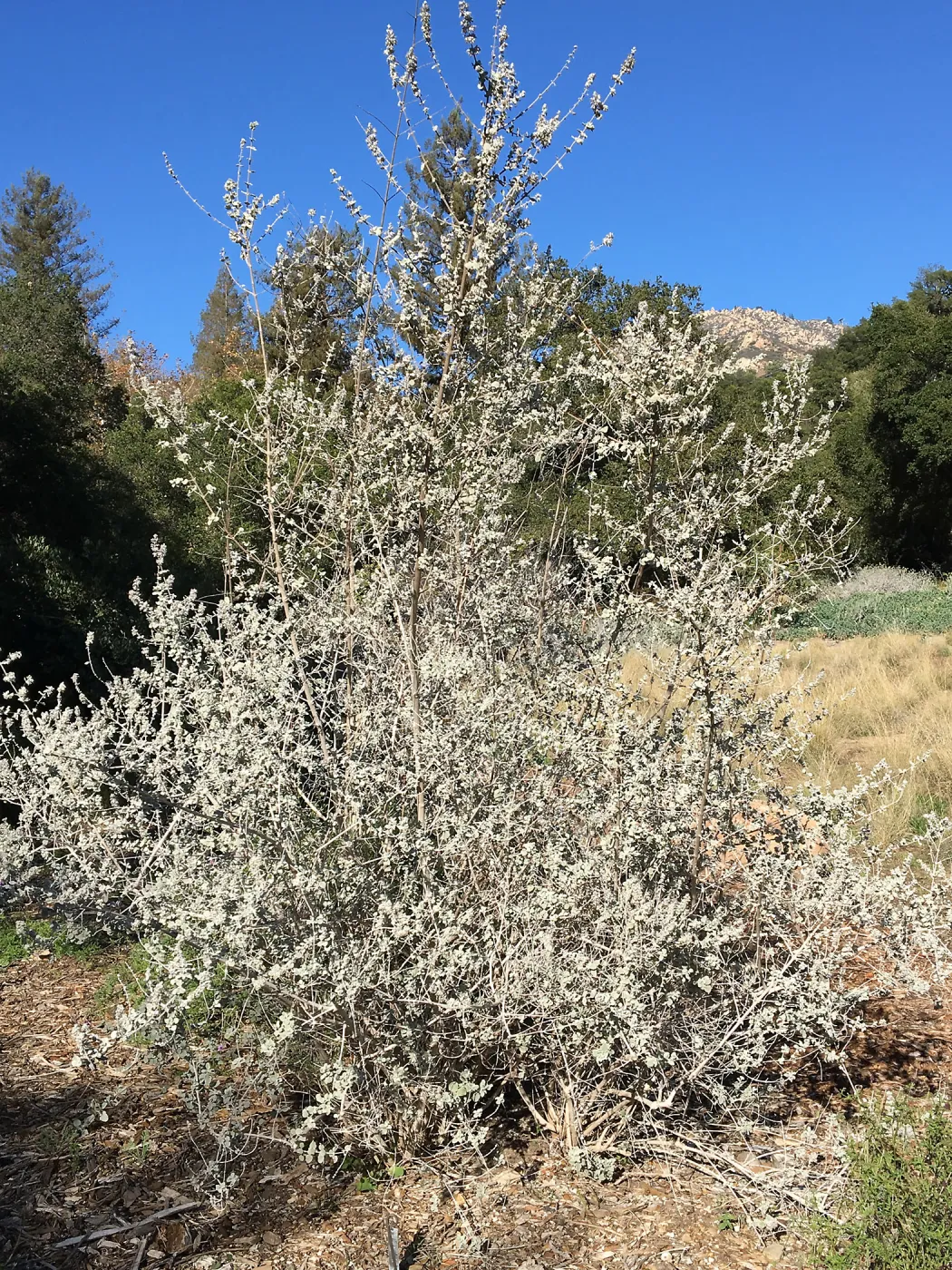 Condea â€˜Silver Lining'