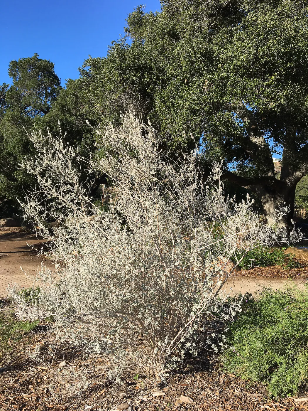 Condea â€˜Silver Lining'