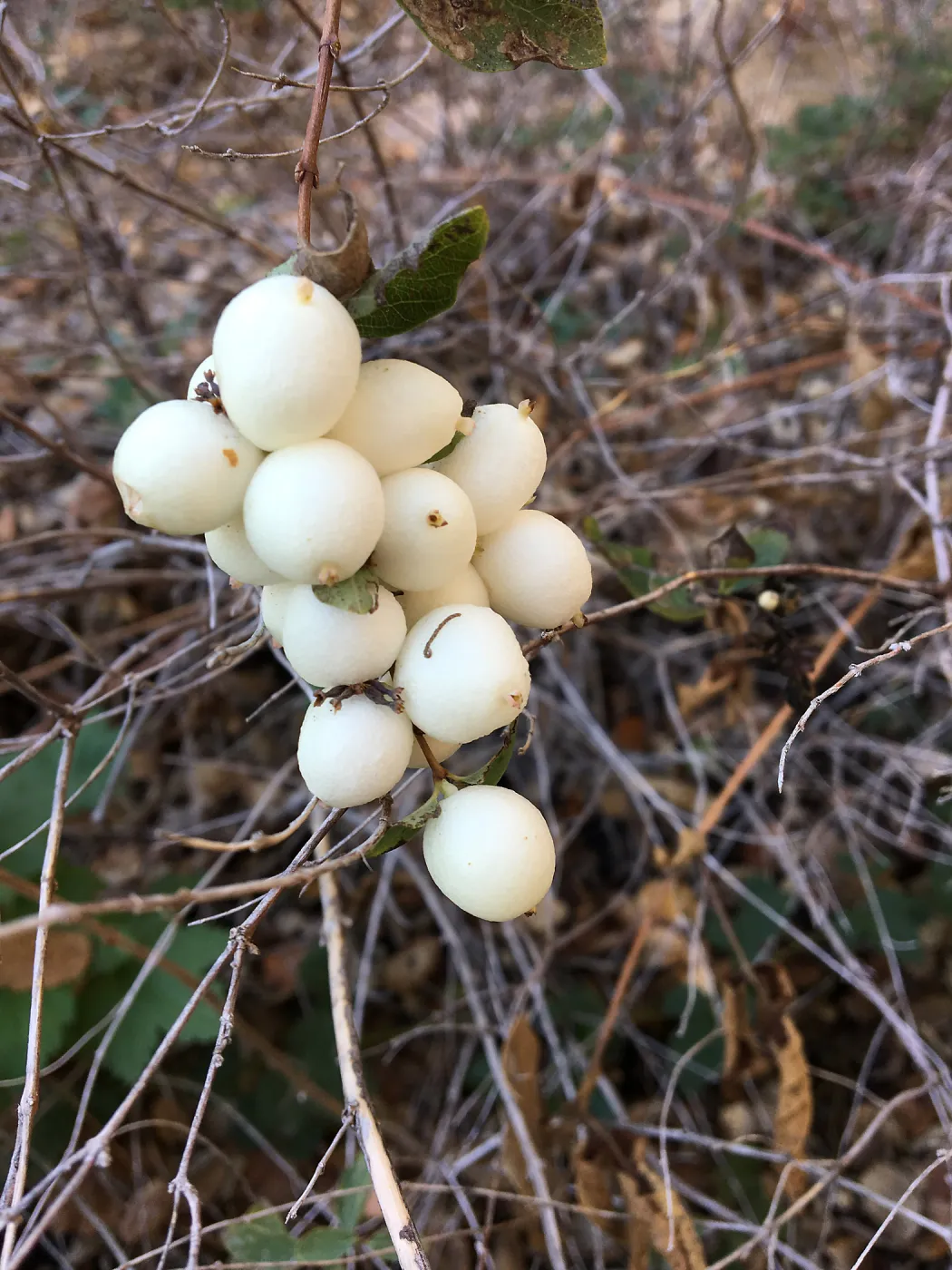 Close-uip of Symphorocarpus molllis fruit
