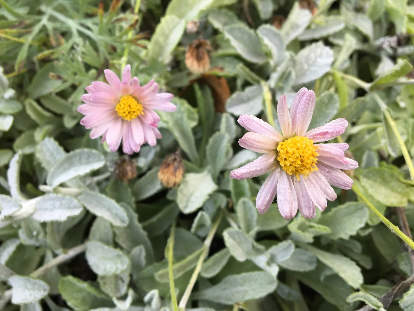 Lessingia â€˜Silver Carpet'