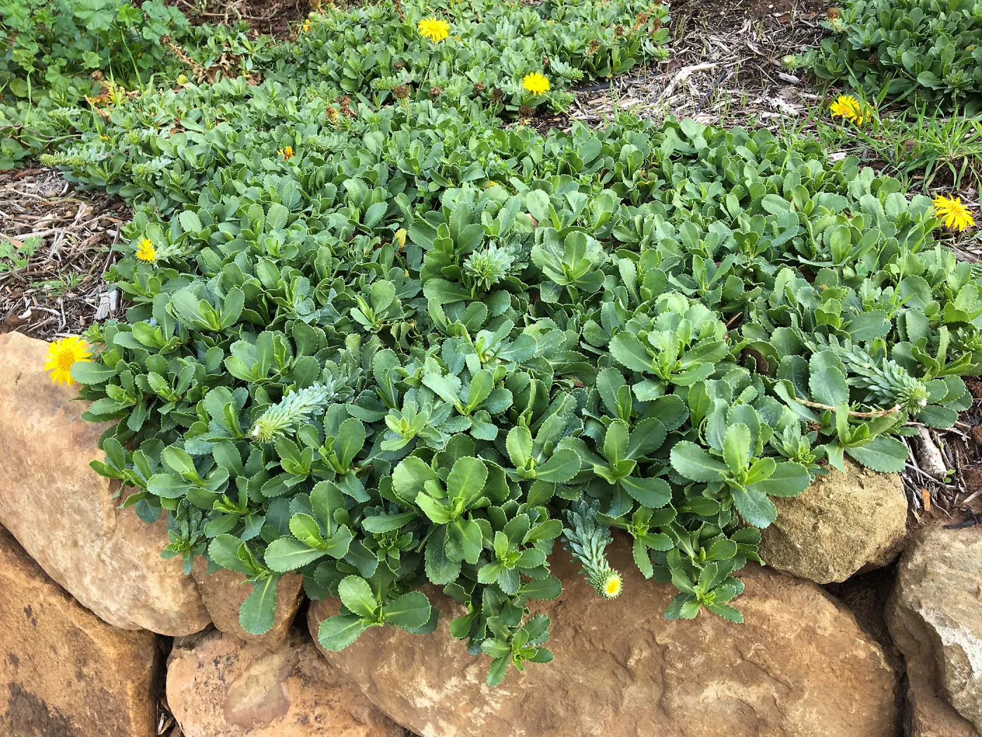 Grindelia â€˜Rays Carpet'