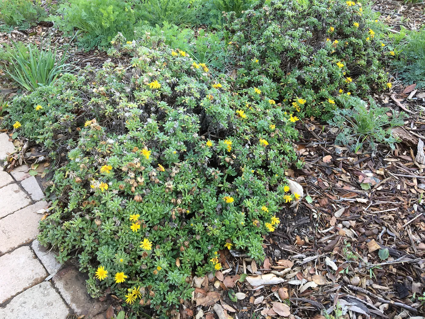 Heterotheca â€˜San Bruno Mtn.'