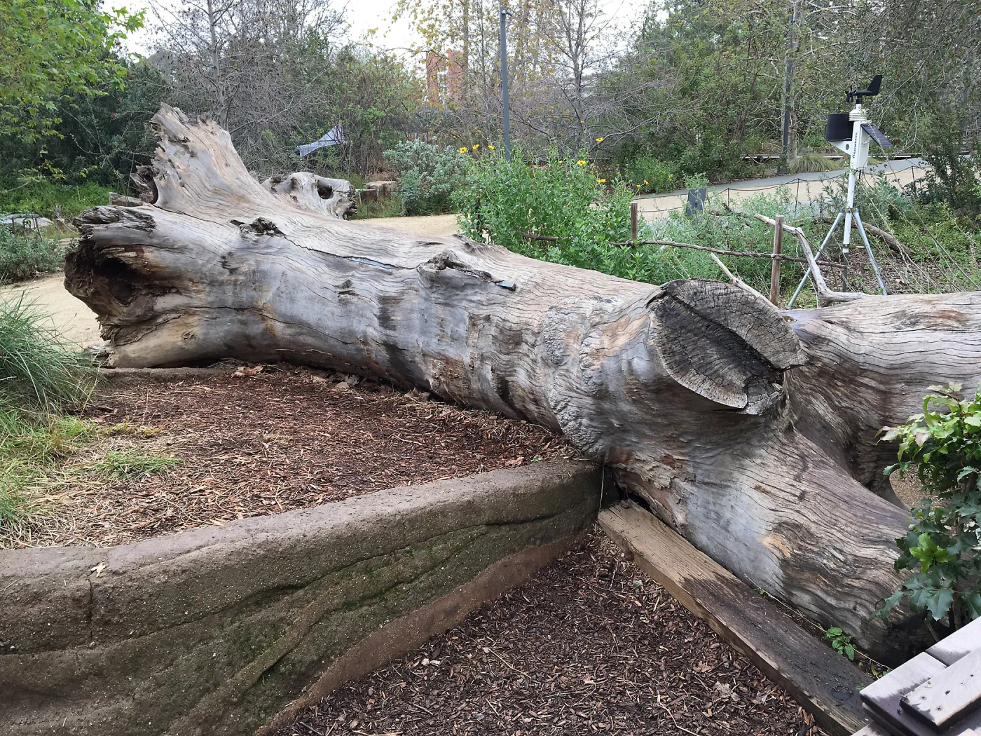 Urban Nature Garden at the Natural History Museum of Los Angeles