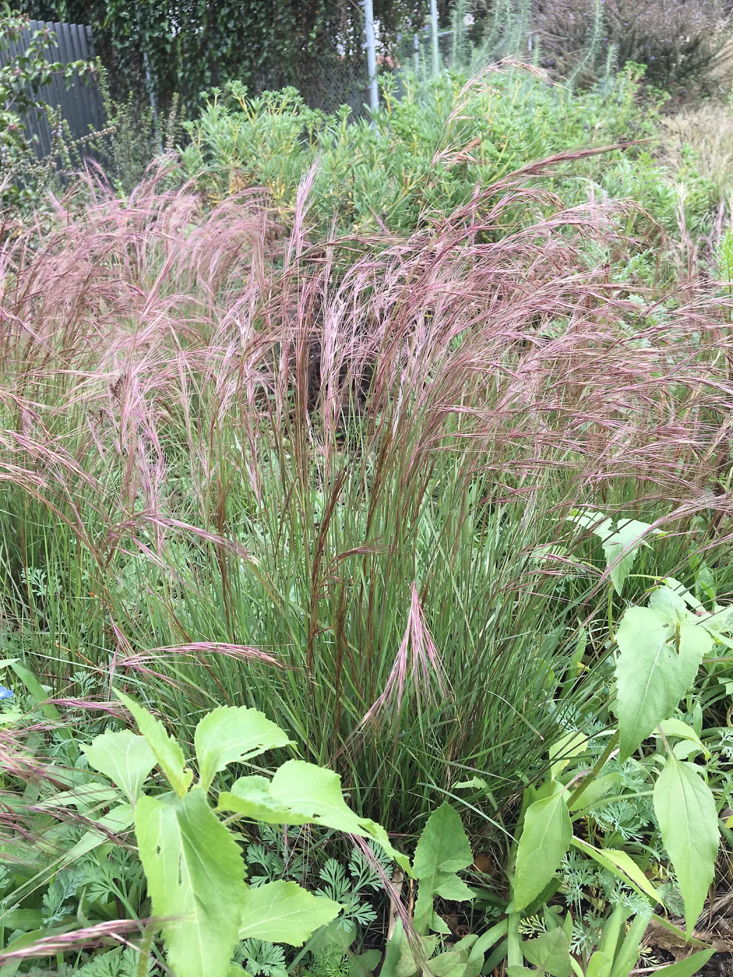 Aristida purpurea at the Urban Nature Garden at the Natural History Museum of Los Angeles