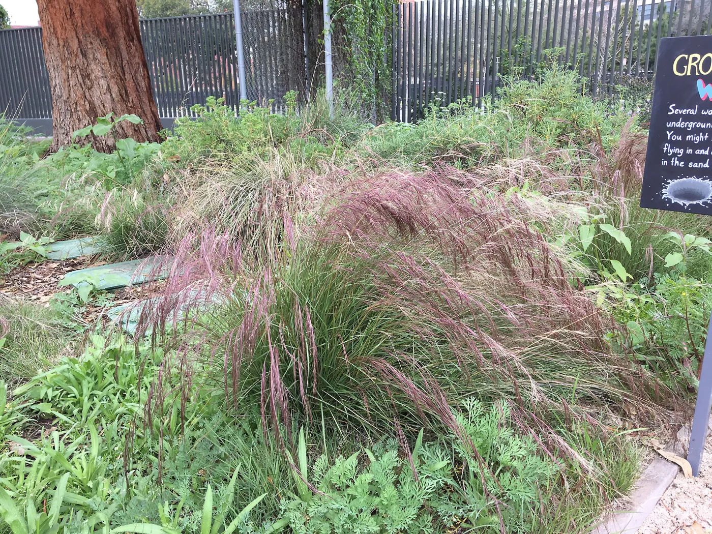 Aristida purpurea at the Urban Nature Garden at the Natural History Museum of Los Angeles