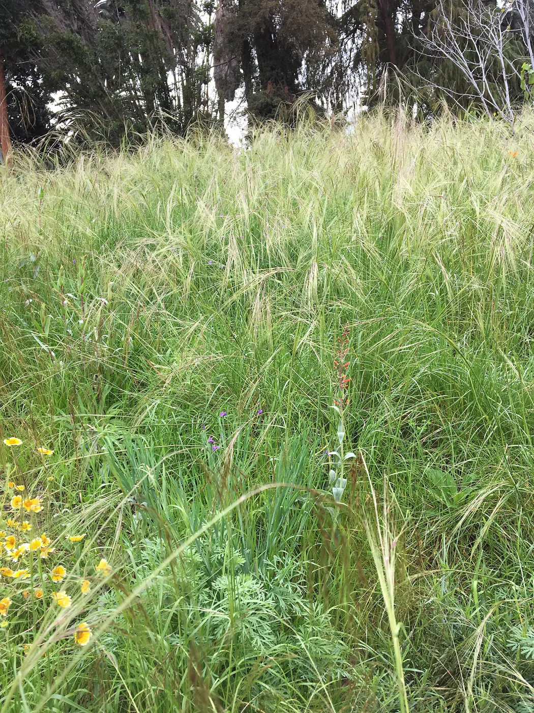 Urban Nature Garden at the Natural History Museum of Los Angeles