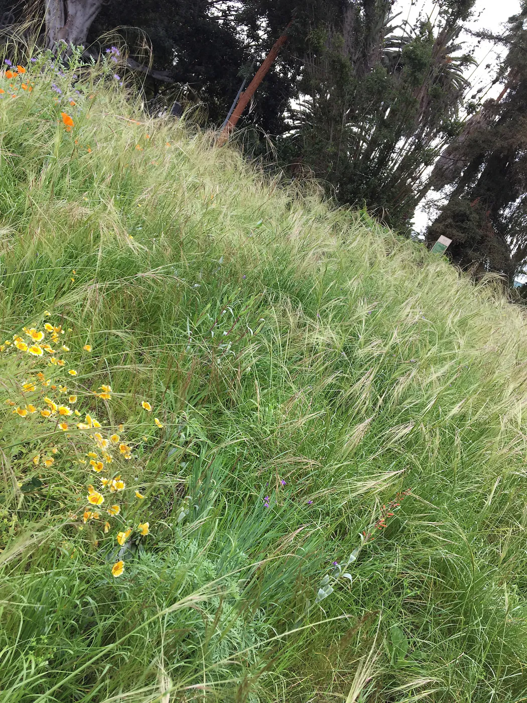 Urban Nature Garden at the Natural History Museum of Los Angeles