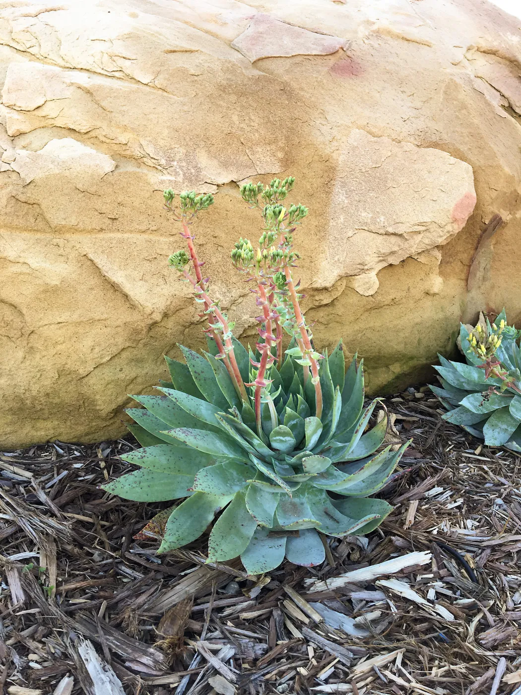 Dudleya brittonii at the Island View Garden
