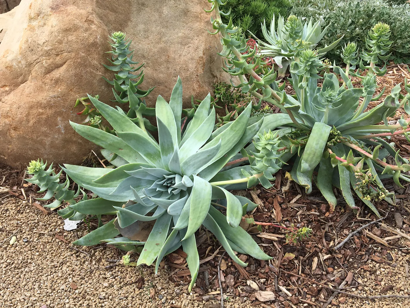 Dudleya brittonii at the Island View Garden