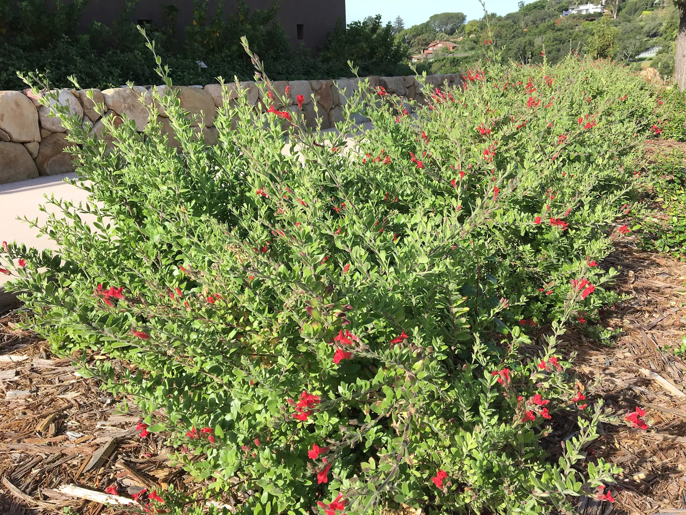 Gambelia speciosa at Pritzlaff Conservation Center