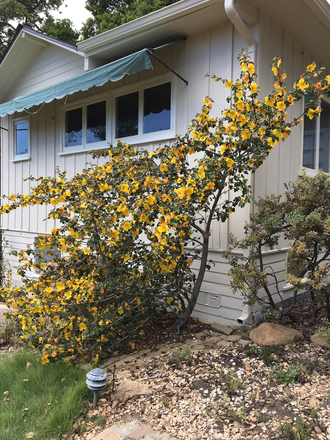 Fremontodendron â€˜California Glory', Water Wise Home Garden