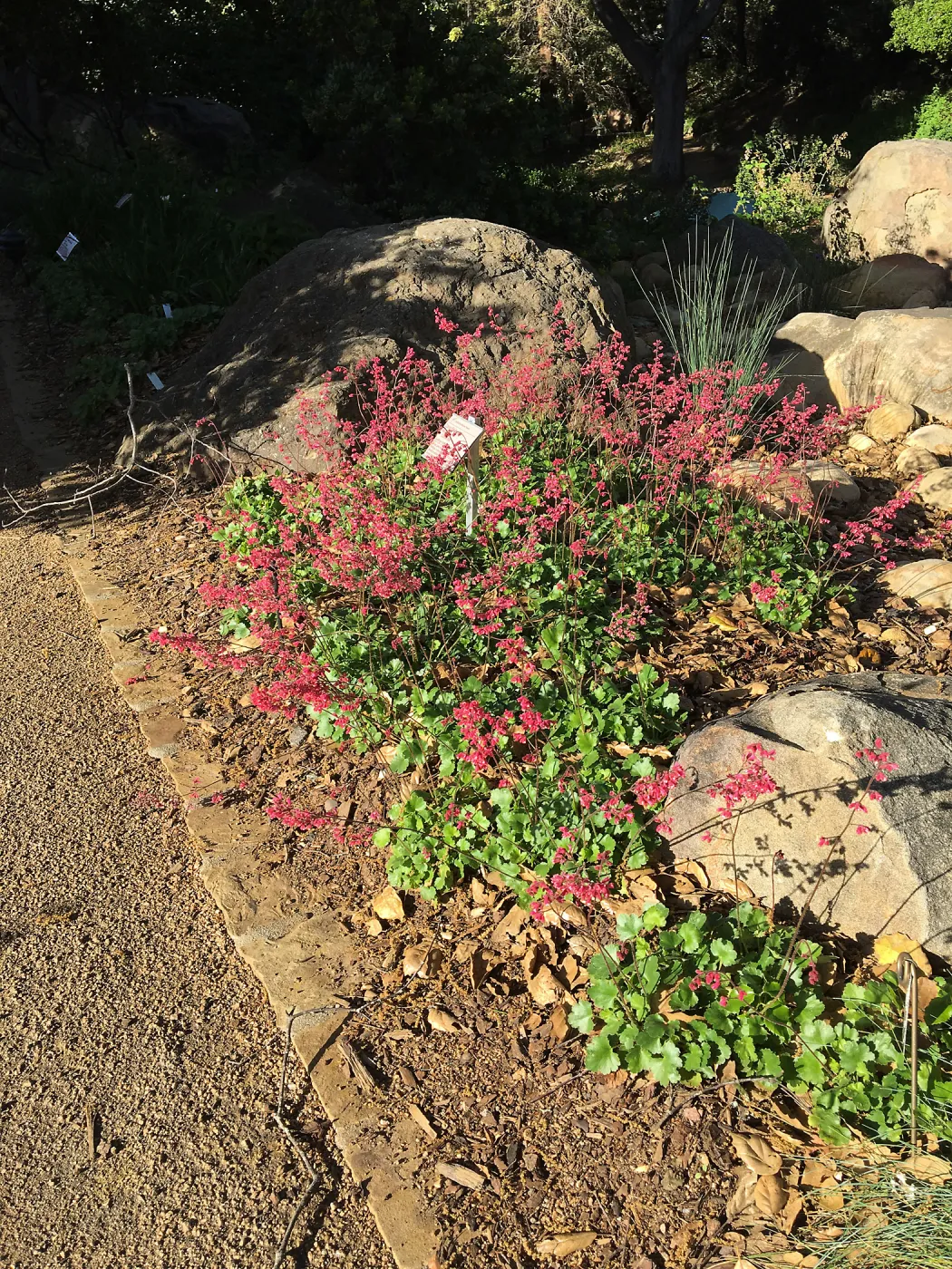 Heuchera â€˜Canyon Pink' at the Water Wise Home Garden