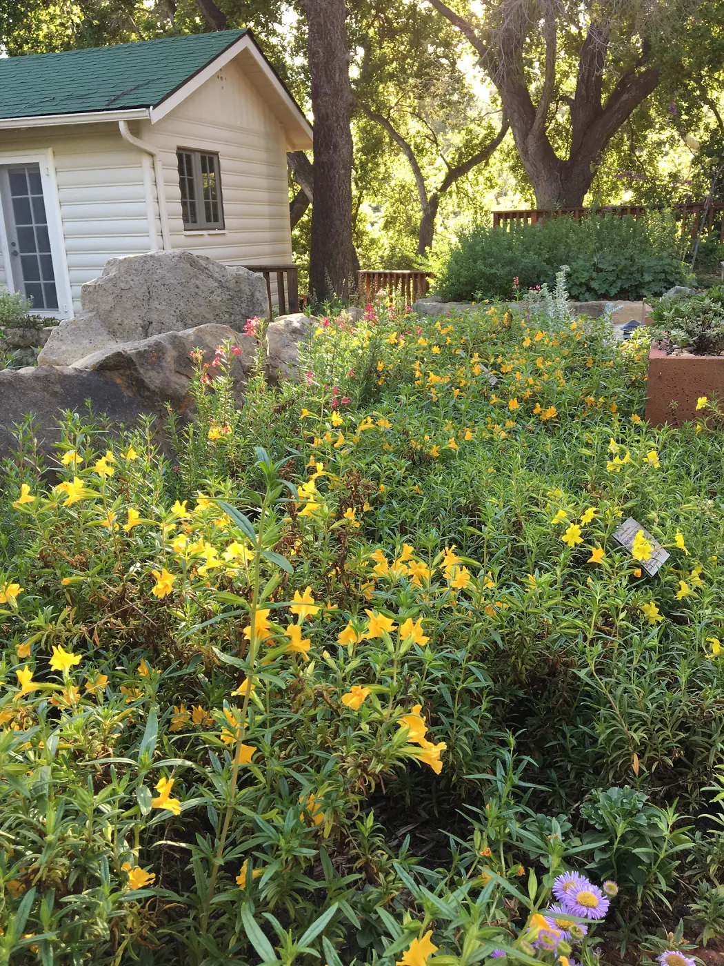 Diplacus at Water Wise Home Garden