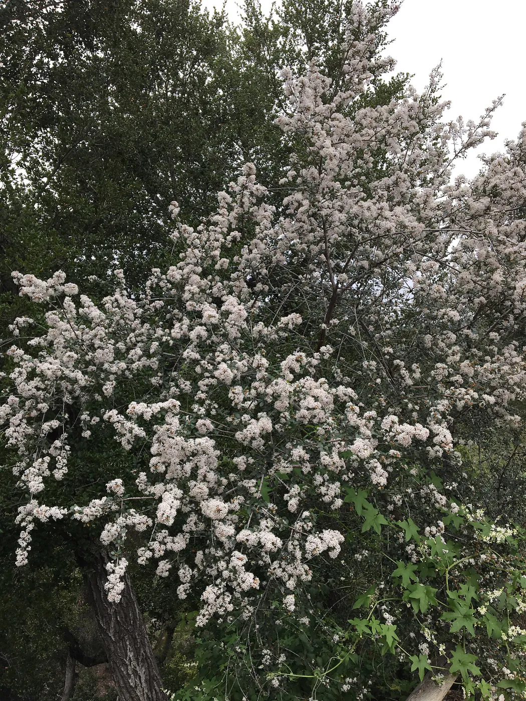 Ceanothus megacarpus, Desert Section