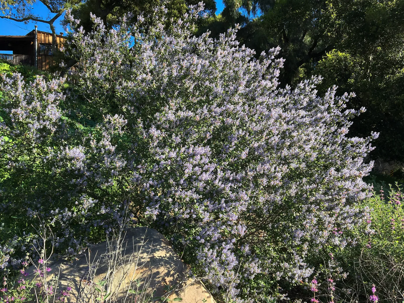 Ceanothus oliganthus in Tunnel Road Triangle