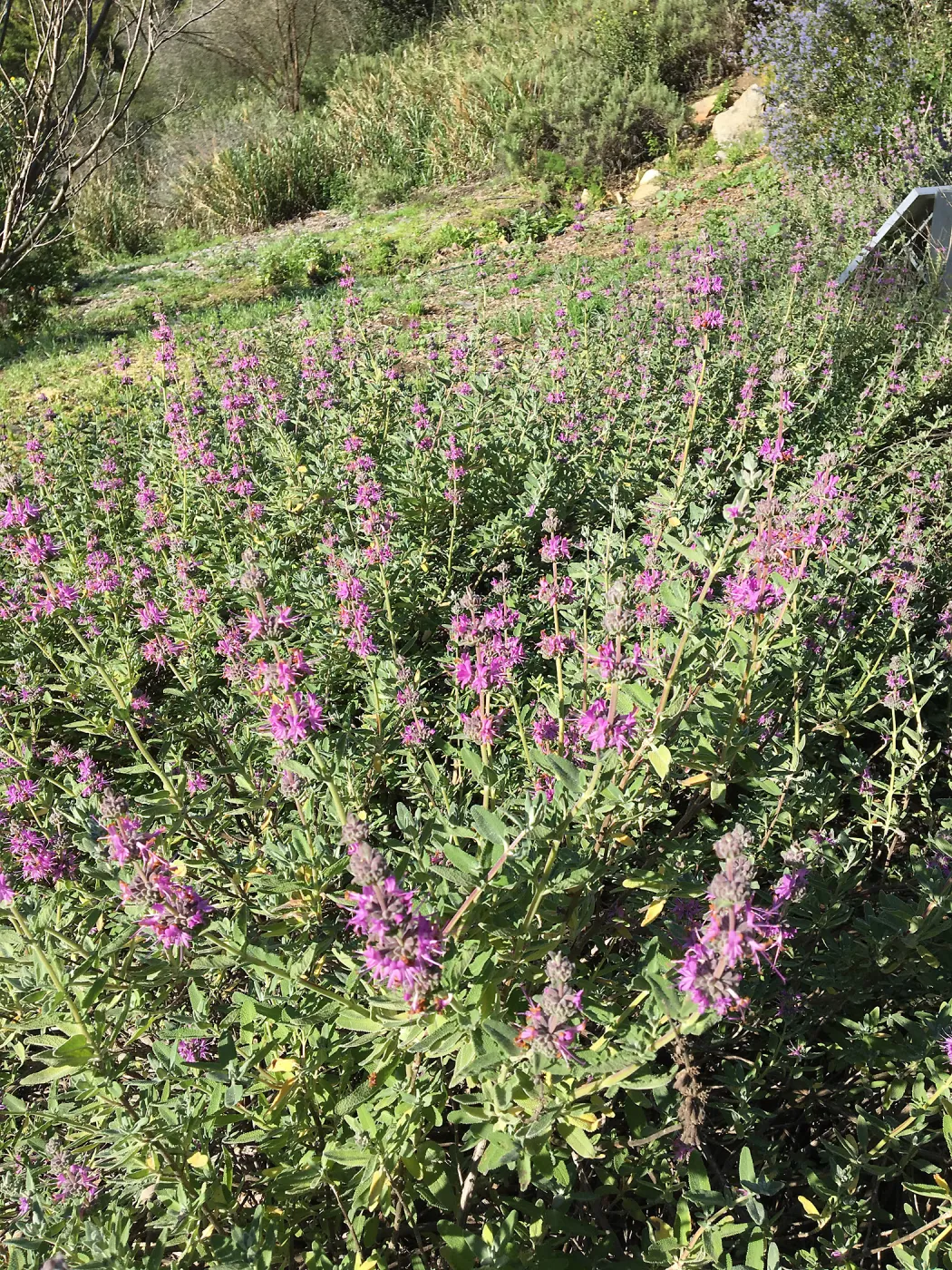 Salvia â€˜Amythyst Bluff' in the Tunnel Road Triangle