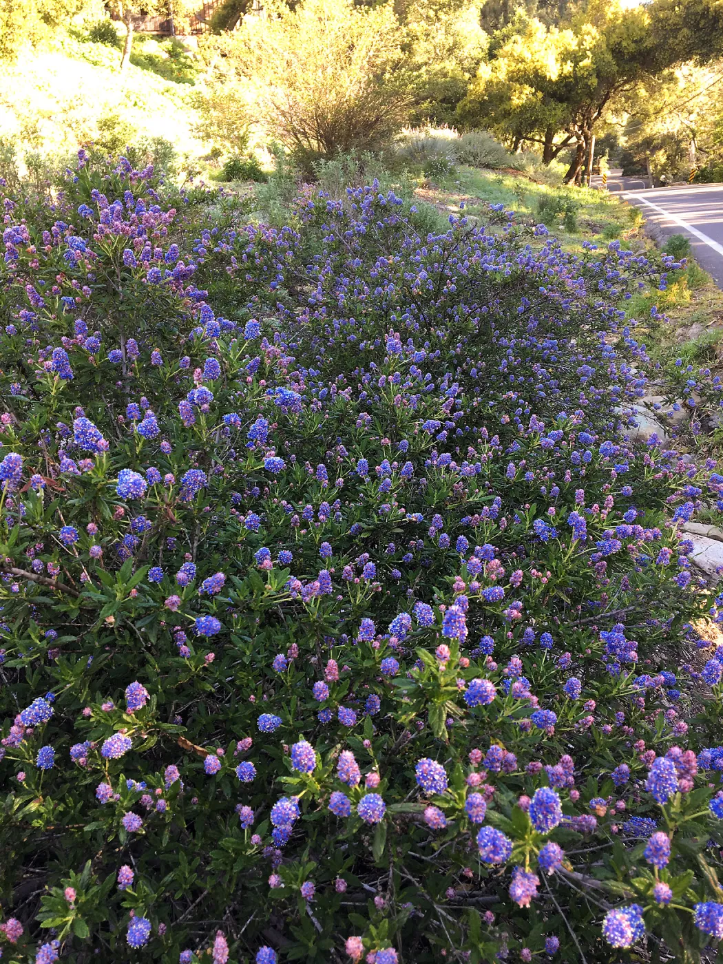 Ceanothus â€˜Wheeler Canyon' in the Tunnel Road Triangle