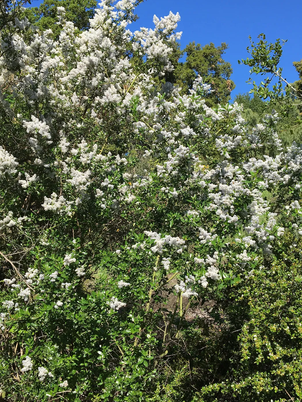 Ceanothus spinosus in the Tunnel Road Triangle