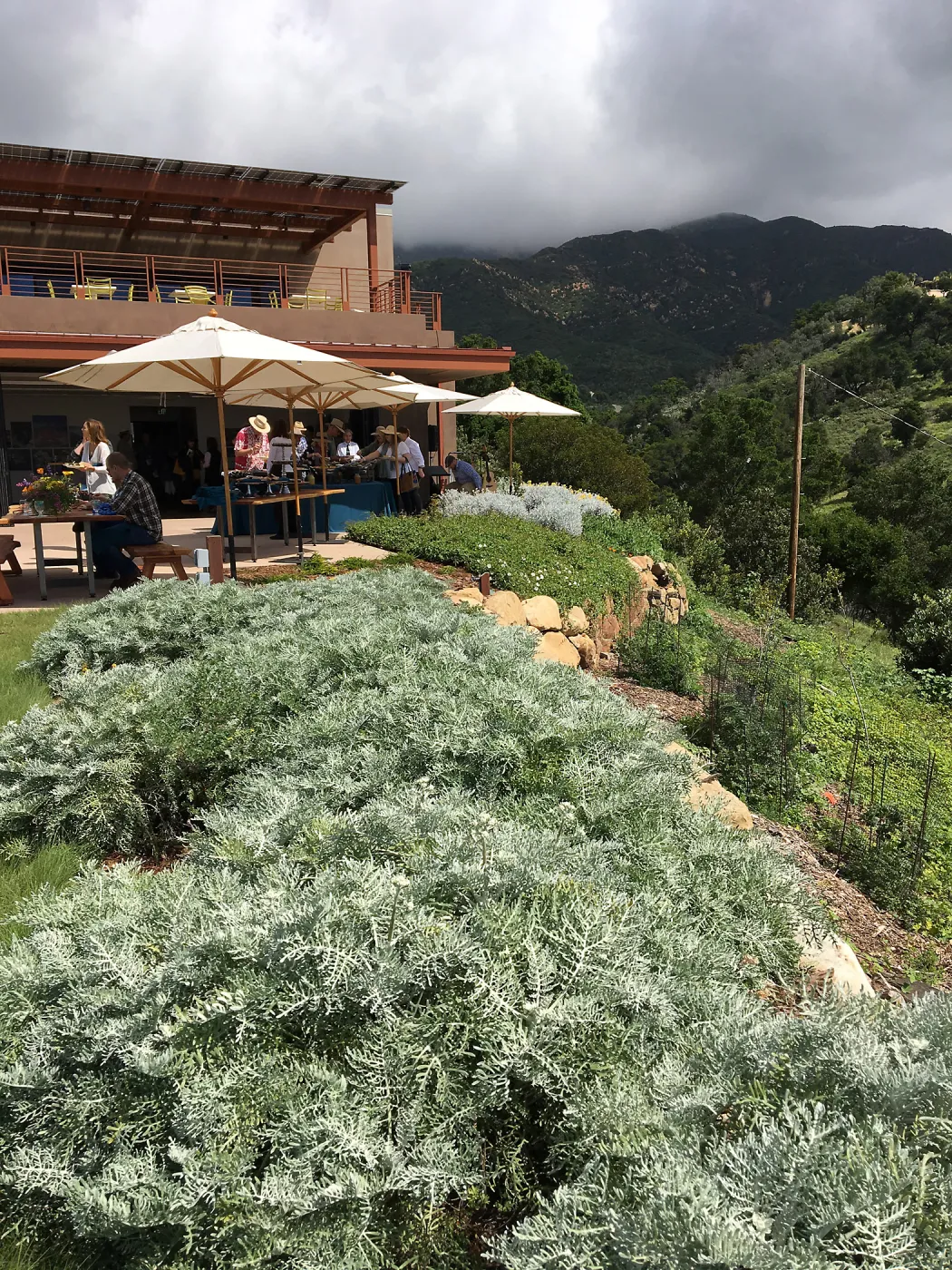 Santa Barbara Beer Garden Event, Pritzlaff Conservation Center, Eriophyllum plantings