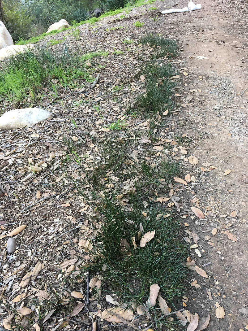 Juncus balticus, 68-63 in N 27