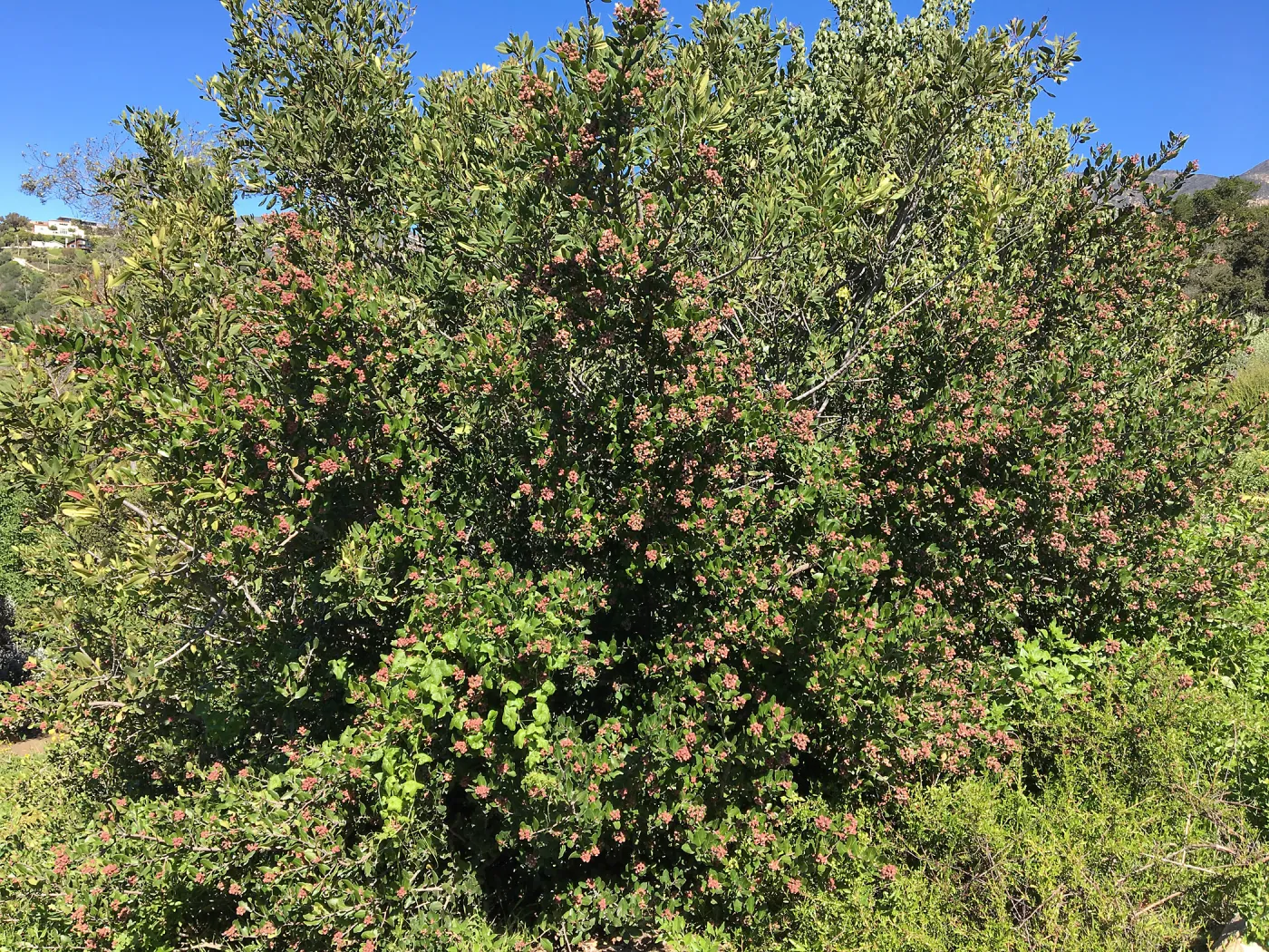 Rhus integrifolia in fruit at SBBG