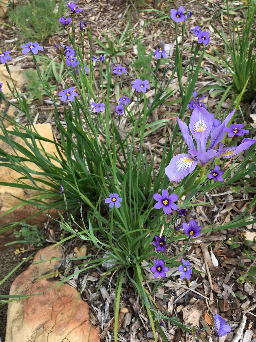 Sisyrinchium bellum and Iris sp