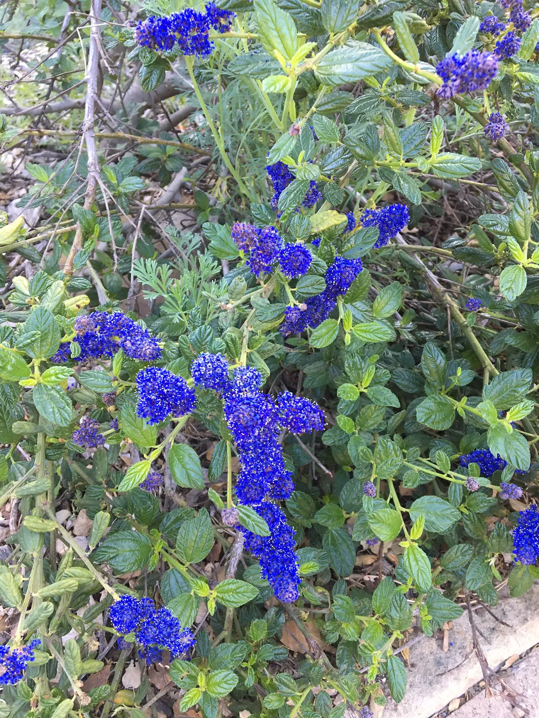 Ceanothus â€˜Kurt Zandnick'