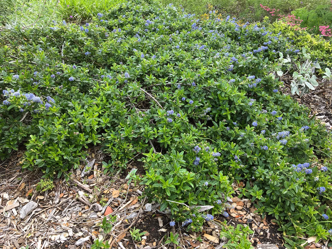 Ceanothus â€˜Joyce Coulter' bottom of groundcover dislay SBBG