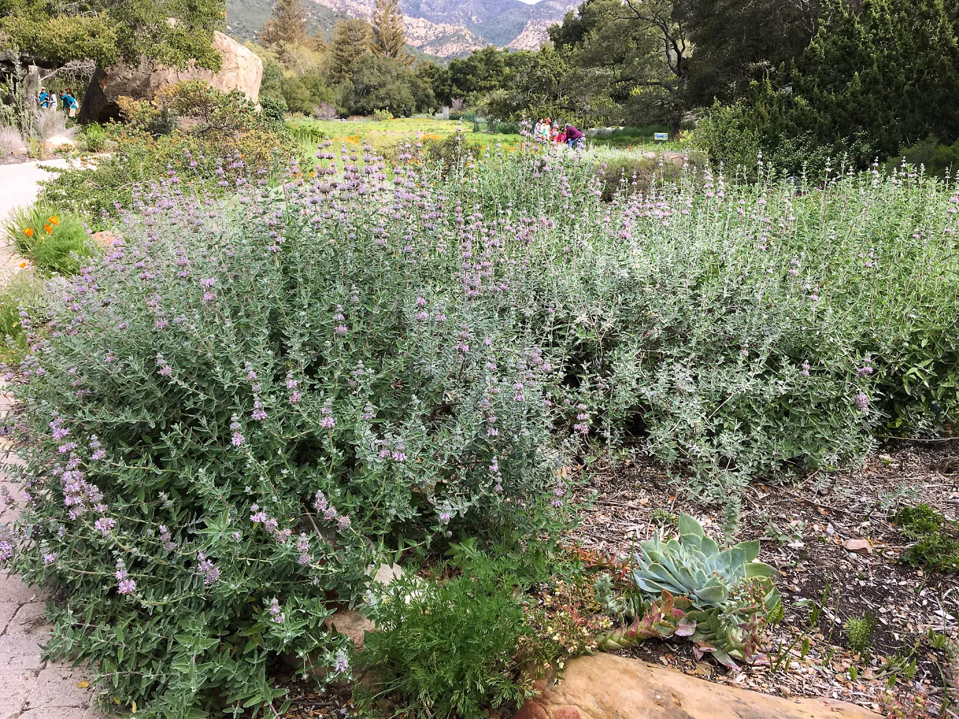 Salvia â€˜Tilden Prostrate' in groundcover display
