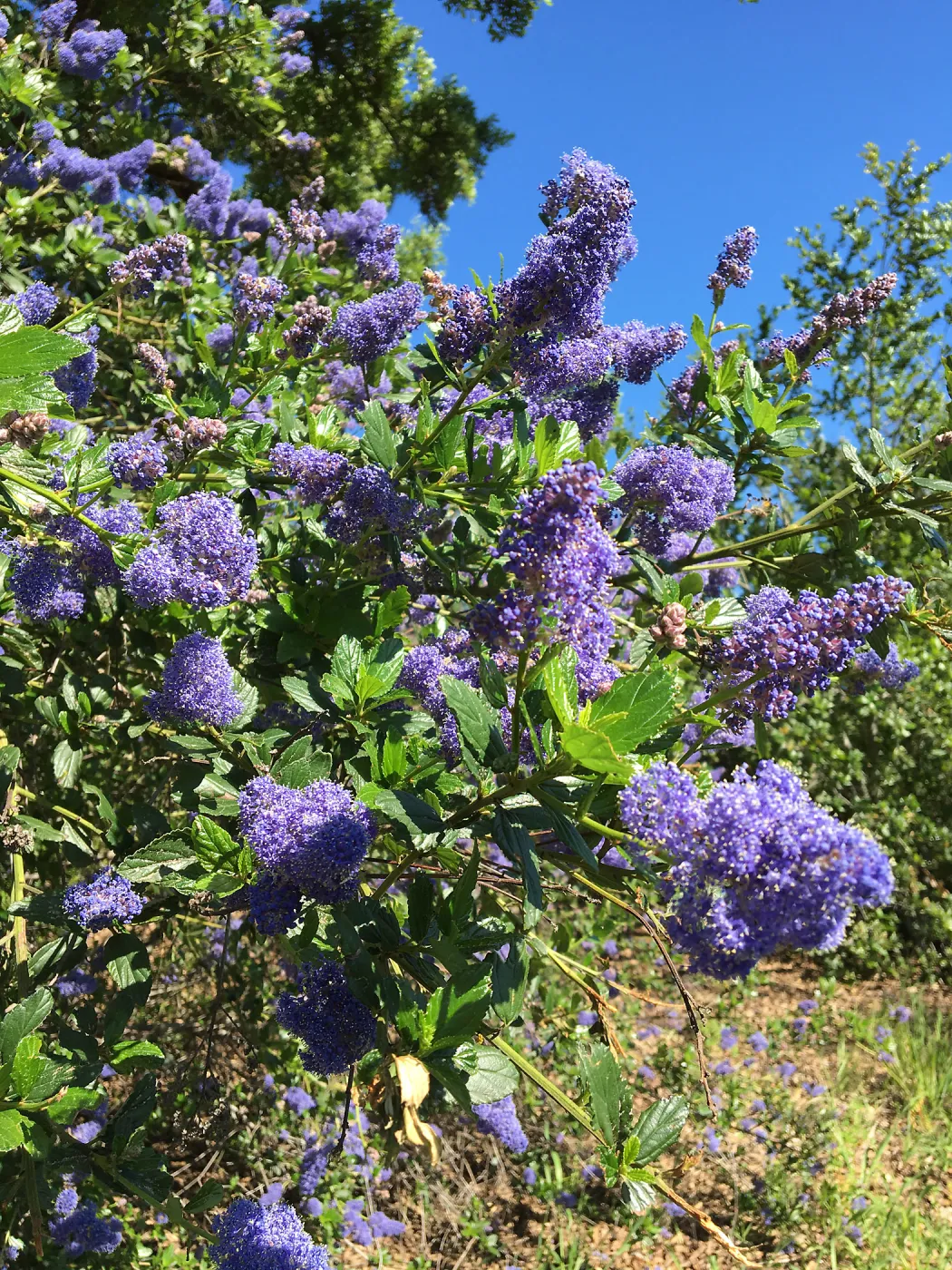 Ceanothus (California Lilac), Porter Trail