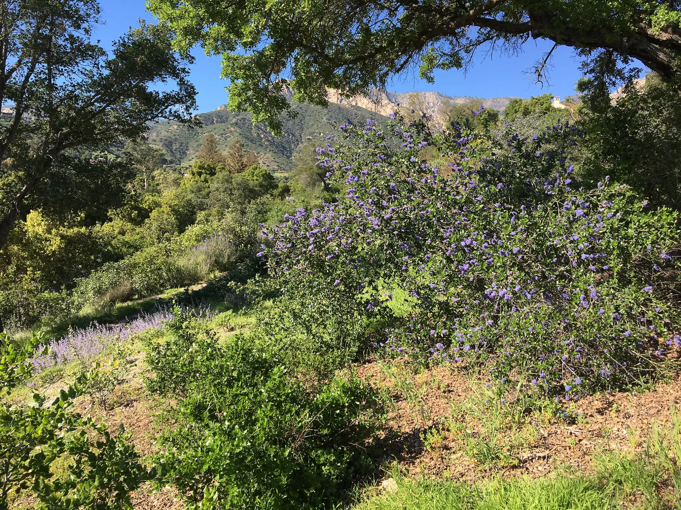 Ceanothus (California Lilac), Porter Trail
