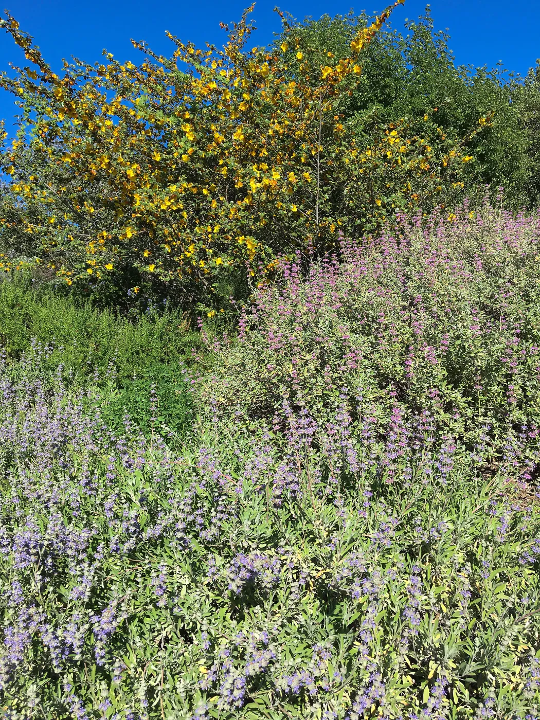 Fremontia (flannelbush) and Salvia (sage), Porter Trail
