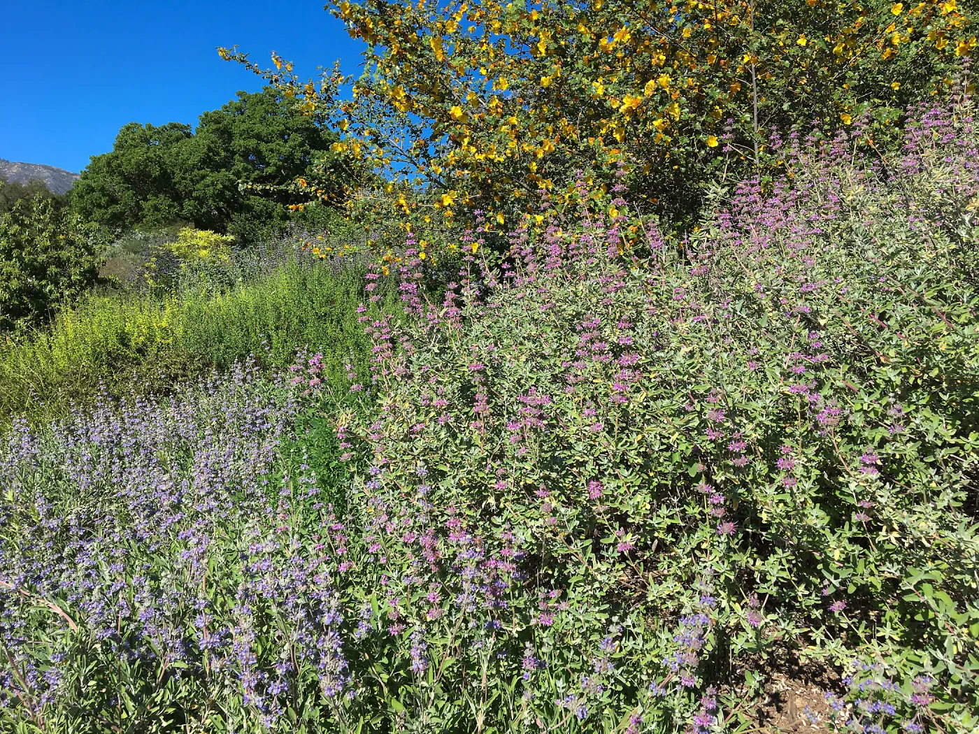 Fremontia (flannelbush) and Salvia (sage), Porter Trail