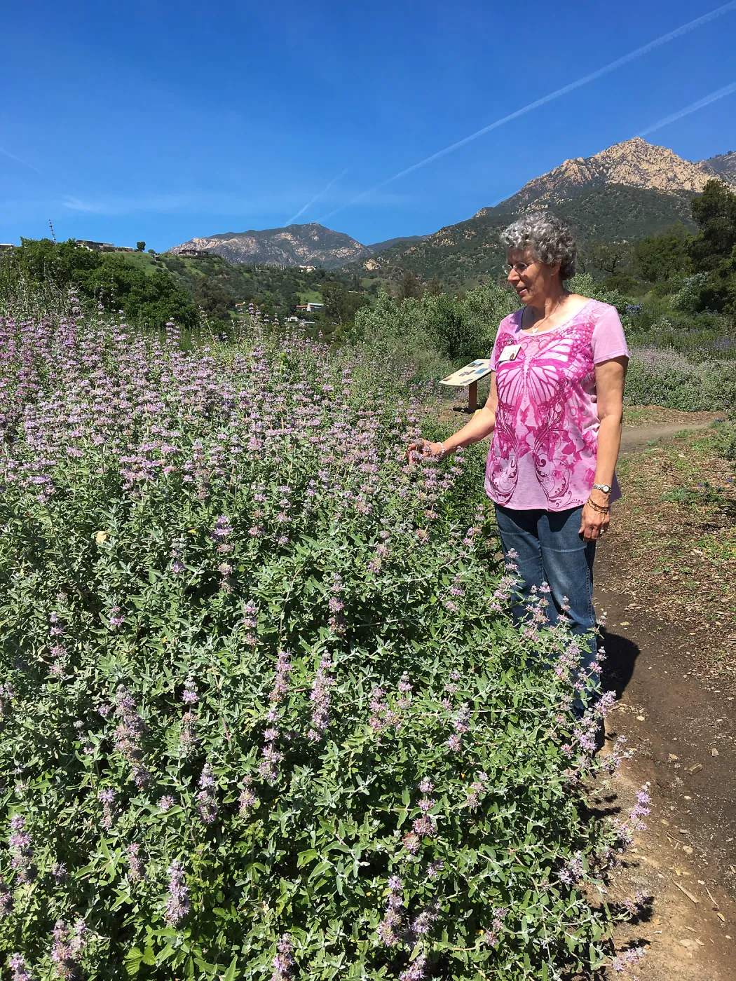 Salvia leucophylla, Porter Trail, volunteer Ingrid Kaper