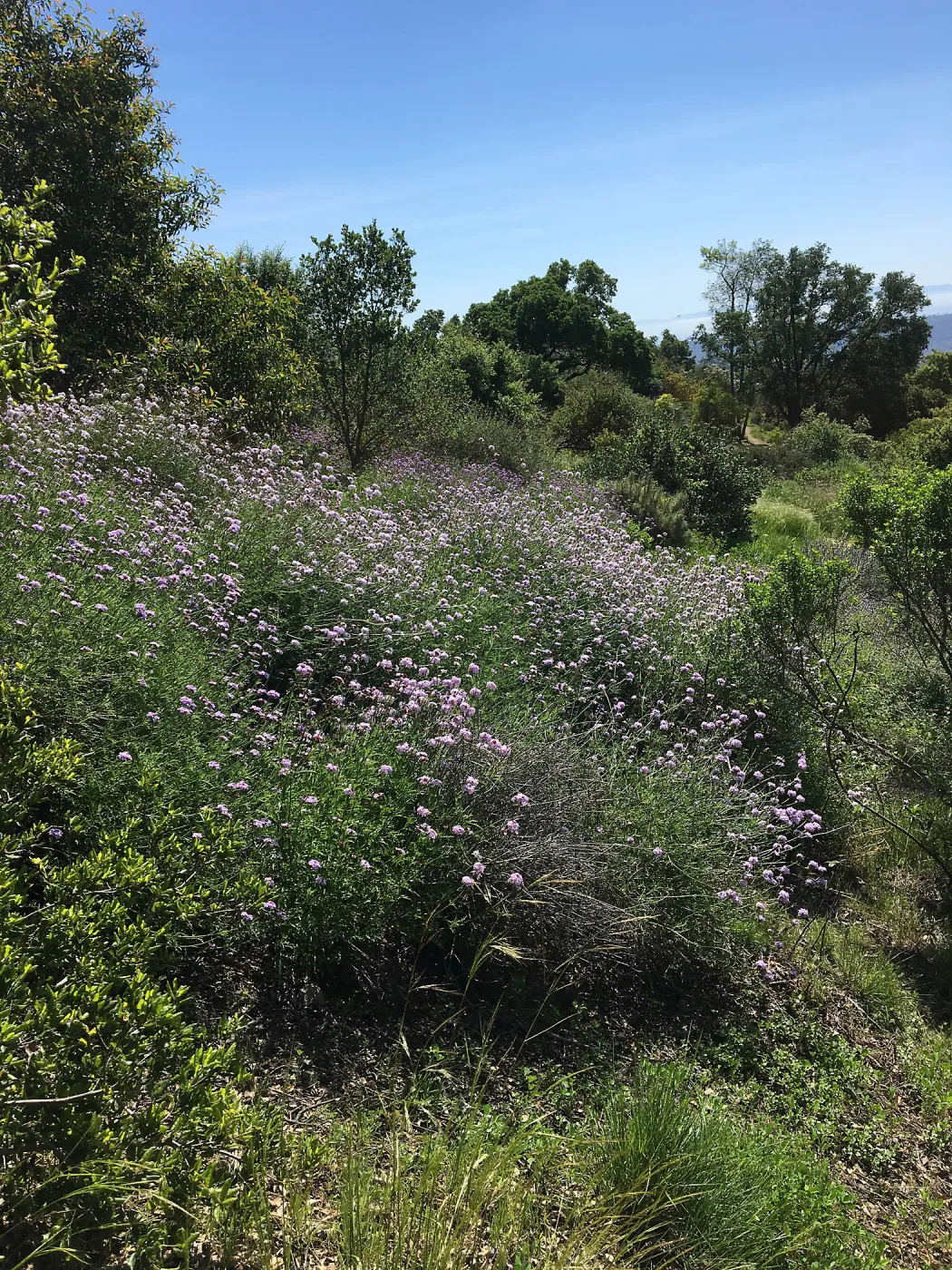 Verbena â€˜Paseo Rancho' lower Porter Trail