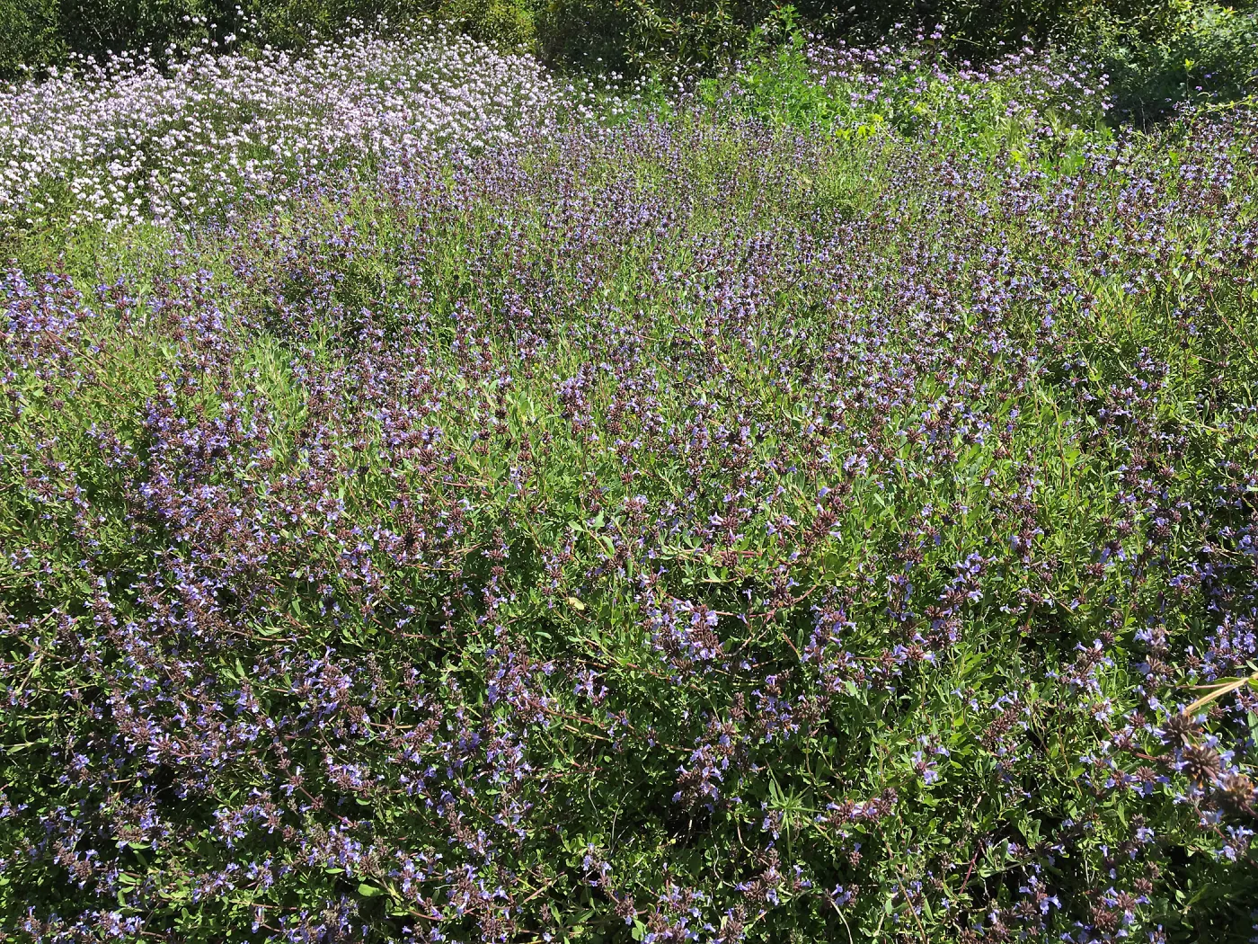 Salvia â€˜Emerald Cascade', Porter Trail