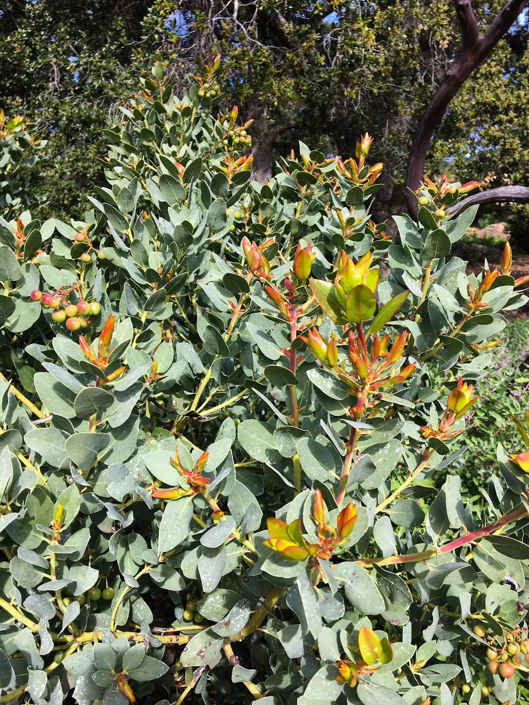 New growth on Arctostaphylos glauca in Meadow