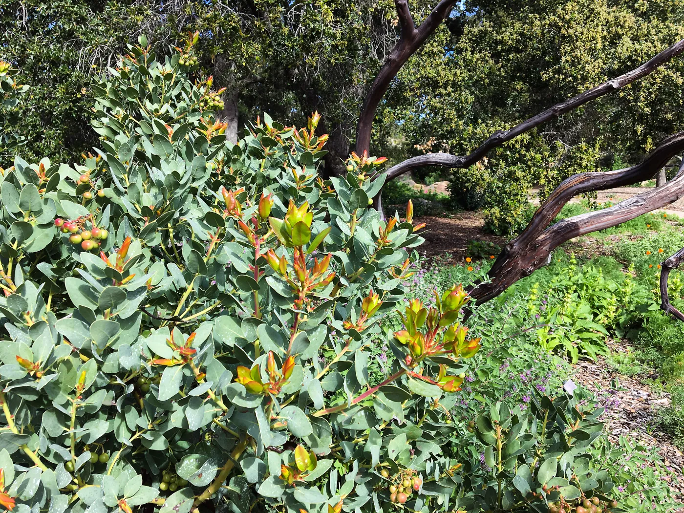 New growth on Arctostaphylos glauca in Meadow