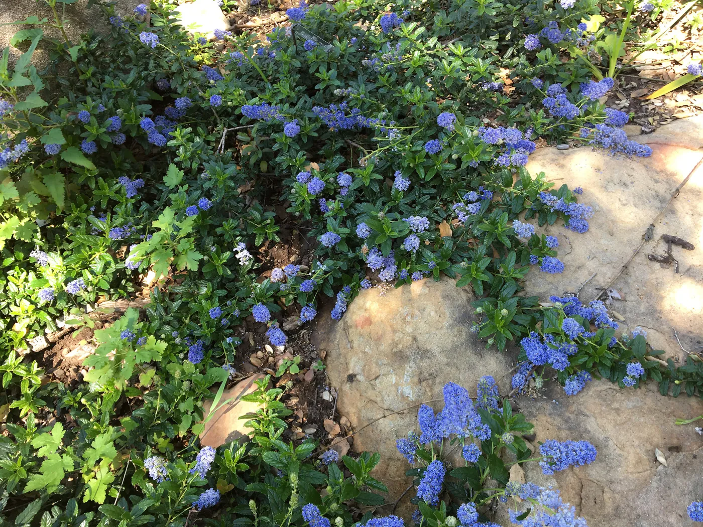 Ceanothus â€˜Joyce Coulter' in the Wooded Dell