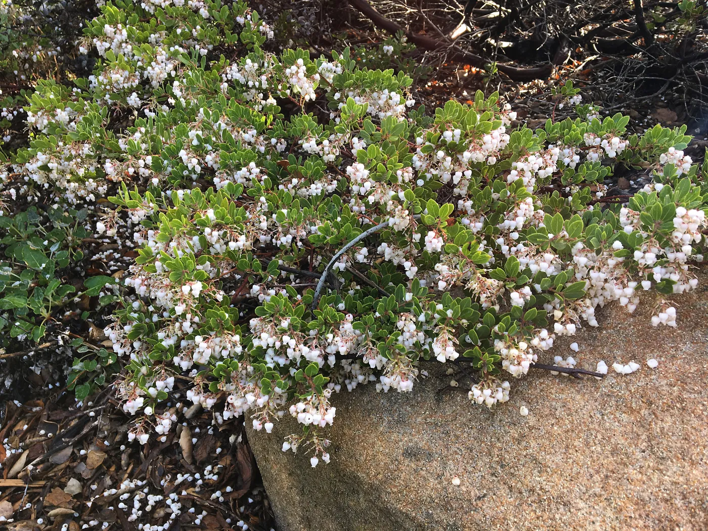 Arctostaphylos â€˜Ken Taylor' above Mission Canyon Road crosswalk