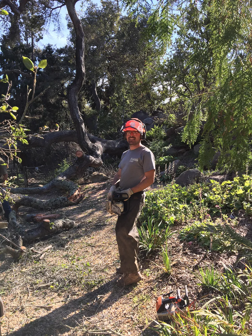 Nick Resler cleaning up fallen oak by Teahouse