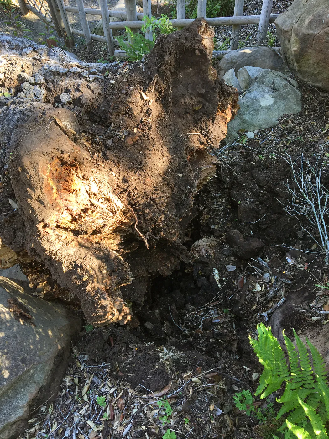 Fallen oak by Teahouse