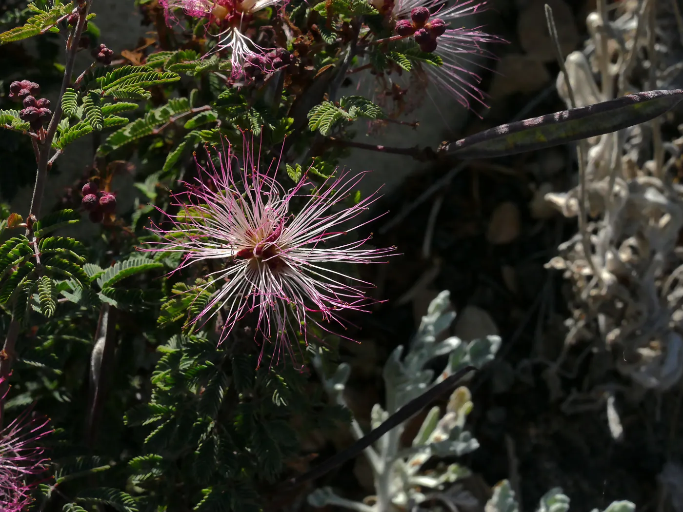 Fairy Duster