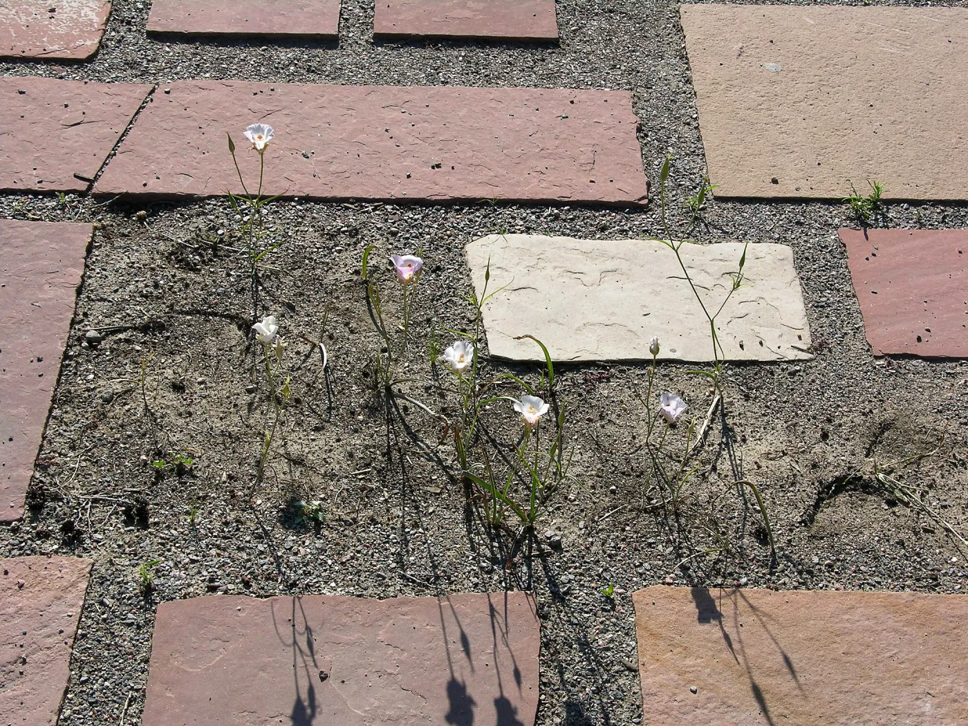 Patio Calochortus, Denver Botanic Garden