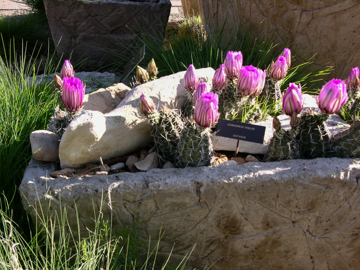 Plains Trough, Denver Botanic Garden